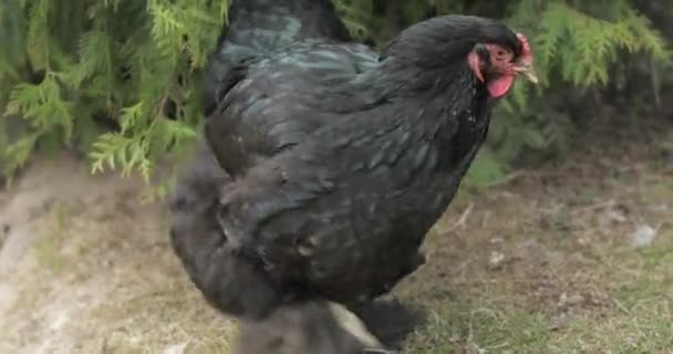 Kurczak na podwórku niedaleko drzewa. Czarny kurczak we wsi — Wideo stockowe