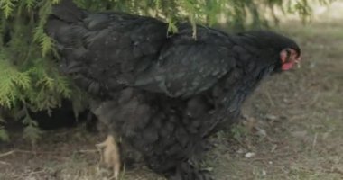 Ağacın yanındaki bahçede tavuk var. Köyde siyah tavuk