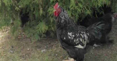 Ağacın yanında bir horoz. Yakın çekim. Köyde siyah horoz