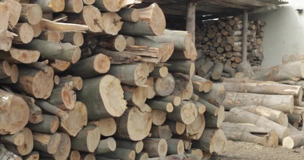 Timber logging. Freshly cut tree wooden logs piled up. Wood storage for industry — Stock Footage Timber logging. Freshly cut tree wooden logs piled up. Wood storage for industry Stock Video