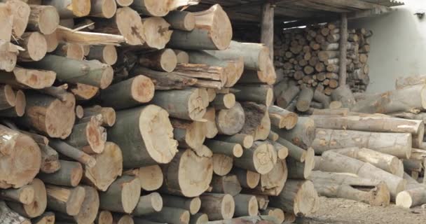 Exploitation forestière. Grumes d'arbre fraîchement coupées en bois empilées. Stockage du bois pour l'industrie — Video