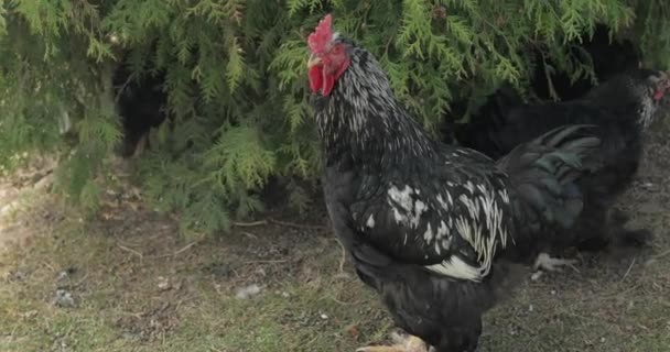 Rooster in the yard near tree. Close-up shot. Black rooster in village — Stock Video