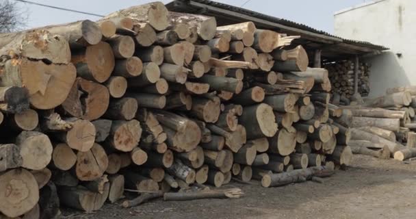 Timber logging. Freshly cut tree wooden logs piled up. Wood storage for industry — Stock Video