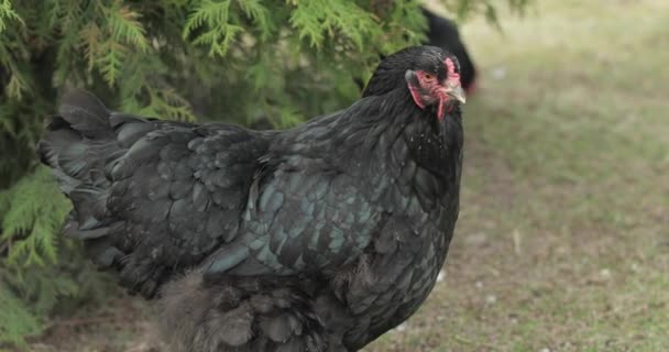 Kip in de tuin bij de boom. Zwarte kip in het dorp — Stockvideo