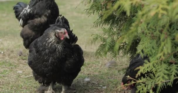 Pollos en el patio cerca del árbol. Pollo negro en la aldea — Vídeos de Stock