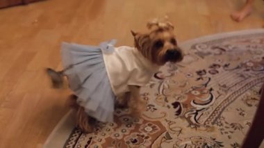 Komik elbise köpek terrier