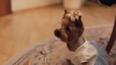 Komik elbise köpek terrier