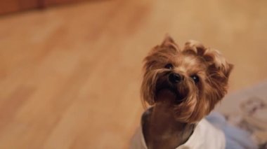 Komik elbise köpek terrier