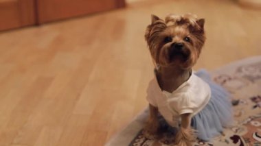 Komik elbise köpek terrier