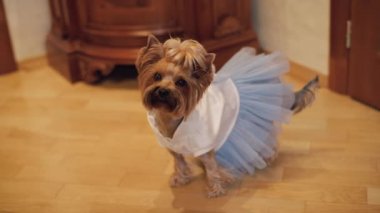 Komik elbise köpek terrier