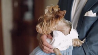 Komik elbiseli köpek terrier mans ellerde oturup