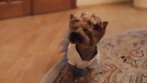 狗猎犬在搞笑的衣服 — 图库视频影像
