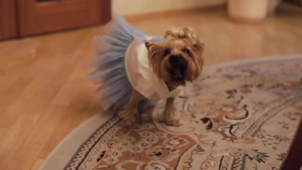 Собачий тер'єр у смішному платті — стокове відео