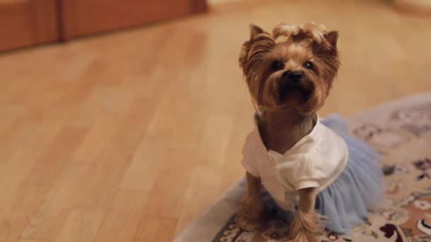 Dog Terrier in grappige jurk — Stockvideo