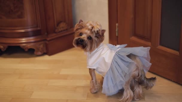 Dog terrier in funny dress — Stock Video