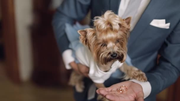 Komik elbiseli köpek terrier mans ellerde oturup — Stok video