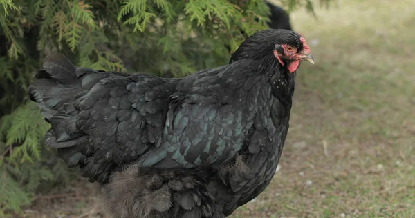 Frango no quintal perto da árvore. Frango preto na aldeia — Fotografia de Stock