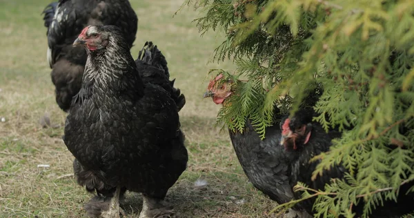 Chickens in the yard near tree. Black chicken in village