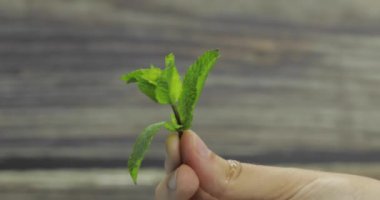Ahşap arka planda elde taze nane