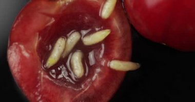 Çürük kirazlı meyve kurtları, siyah arka plan. Kiraz sineği larvası. Closeup