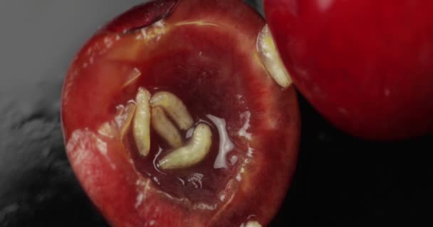 Gusanos de fruta en cereza podrida, fondo negro. Larva de moscas de cereza. Primer plano. — Vídeos de Stock