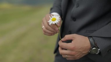 Vahşi papatya ile işadamı elini yakın. Romantizm, duygular