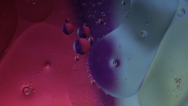 Macro-structuur van kleurrijke oliebellen. Chaotische beweging. Abstracte veelkleurige achtergrond. Patroon — Stockvideo