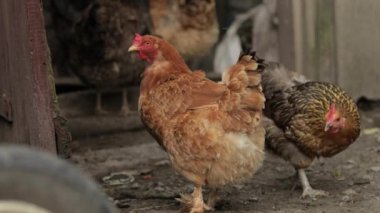 Evcil tavuklar yerde yürüyor. Eski çiftliğin geçmişi. Yiyecek arayışı