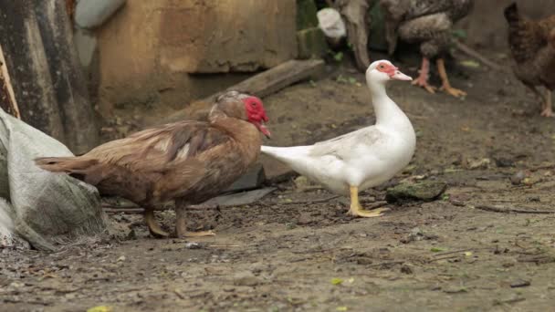 Domestic white and brown duck and rooster walk on the ground. Background of old farm. Search of food — Stock Video