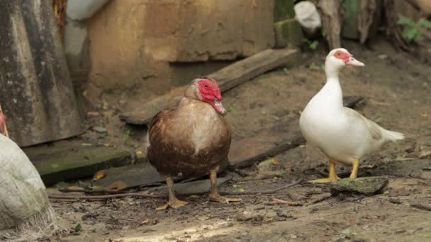 Domestic white and brown duck and rooster walk on the ground. Background of old farm. Search of food — Stock Video