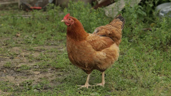 Pollo moreno doméstico caminar por el suelo. Antecedentes de hierba verde en la granja. Búsqueda de alimentos —  Fotos de Stock