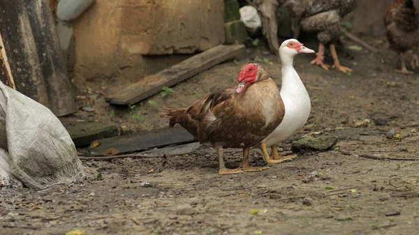 Pato doméstico branco e marrom e galo caminham no chão. Antecedentes da velha quinta. Pesquisa de alimentos — Fotografia de Stock