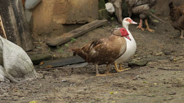 Huiselijke witte en bruine eend en haan lopen op de grond. Achtergrond van de oude boerderij. Zoeken van voedsel — Stockfoto