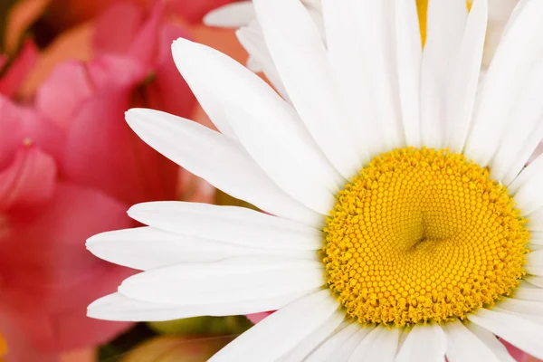 Papatya buketi yakın çekim