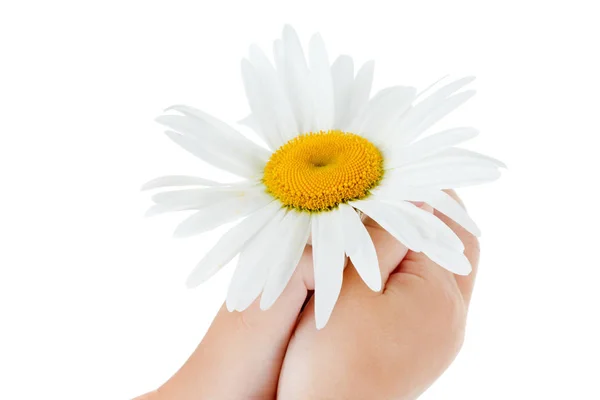 Цветок ромашки в руках ребенка, изолированный на белом — стоковое фото