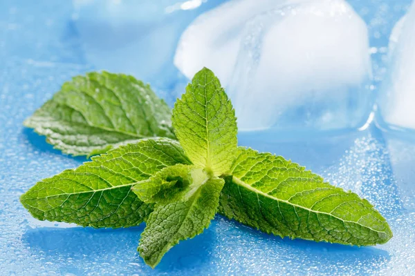 Islak mavi bir arka plan üzerinde taze nane