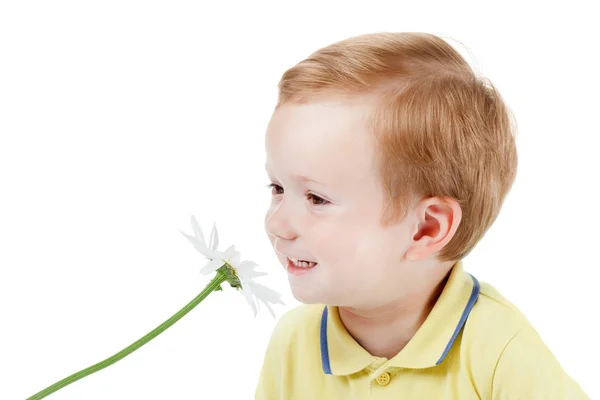 Lächelnder rothaariger Junge und riechendes Gänseblümchen isolieren sich auf Weiß Stockbild