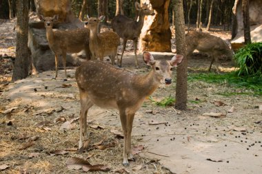 Hayvanat bahçesinde ormanda geyikler