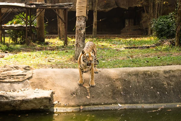 Tigre Rio Zoológico — Fotografia de Stock