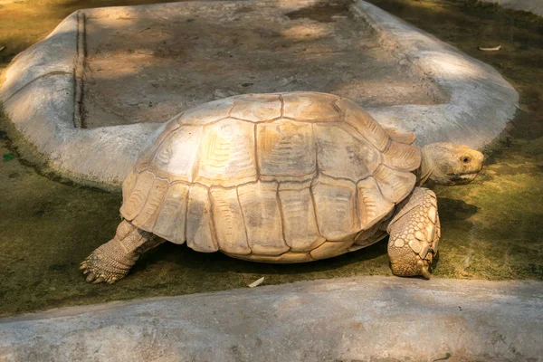 Hayvanat Bahçesinde Bataklıkta Kara Kaplumbağası — Stok fotoğraf