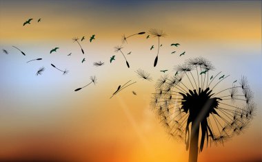 sabah hava dendelion