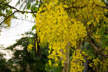 Sabah ağaçta sarı fistül çiçeği