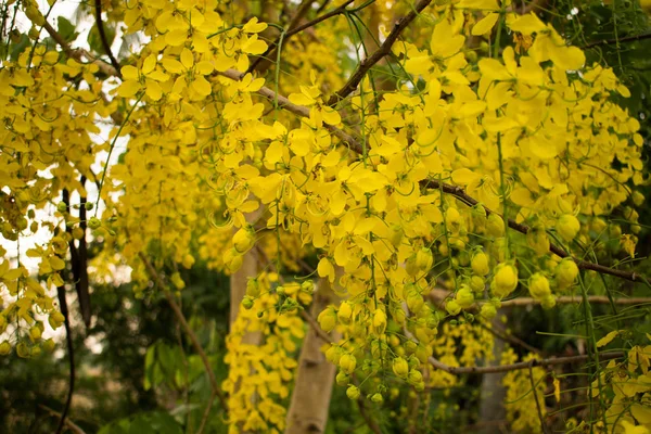 Yellow Cassia Fistula Flower Tree Morning — 스톡 사진