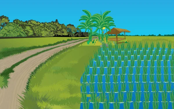 Ландшафт рисового поля в дневное время — стоковый вектор