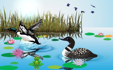  loons swimming in the swamp clipart