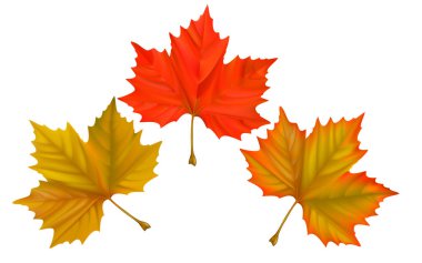 arka planı renkli akçaağaç yaprakları