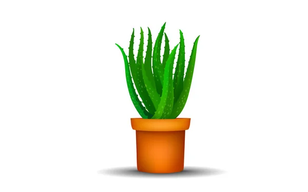 Aloe Vera Árvore Vaso Fundo Branco — Vetor de Stock