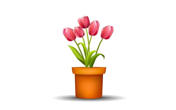 Czerwony Tulipan Doniczce Białym Tle — Wektor stockowy