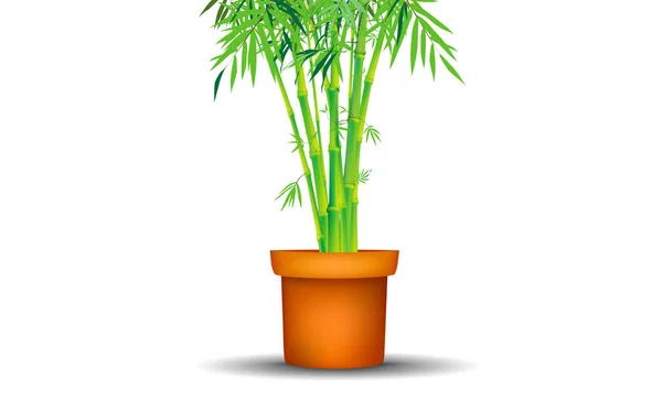 Árbol Bambú Maceta Sobre Fondo Blanco — Vector de stock