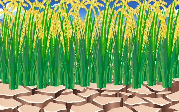 Paysage Plante Riz Sur Sol Sec — Image vectorielle